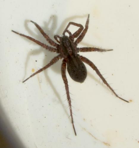 Pardosa paludicola